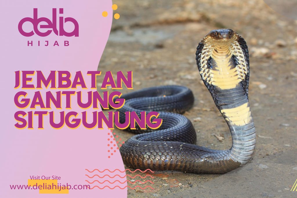 Delia Hijab - Baju Muslim Casual - Baju Gamis Modern - Cara Mengatasi Ular Kobra Masuk ke Dalam Rumah - Anakan Ular Kobra - Bayi Kobra - Kobra Jawa