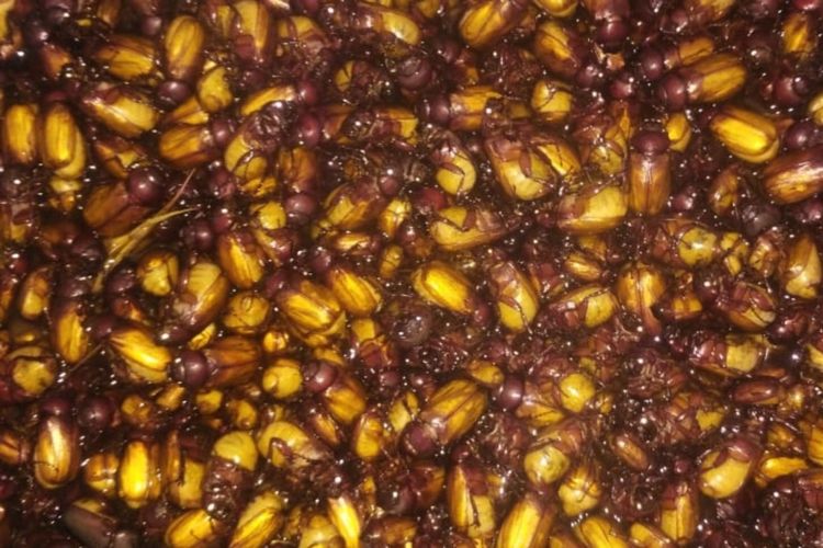 Delia Hijab Sukabumi – Baju Gamis Modern – Baju Gamis Model Sekarang – Makanan Khas Indonesia – Kuliner Khas Indonesia – Makanan Ekstrim di Indonesia – Kuliner Ekstrim di Indonesia - Puthul