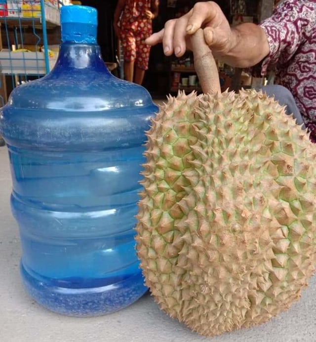 Durian Montong Segede Galon Sukabumi - 2
